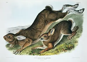 Varying: Lepus americanus, snowshoe hare