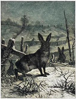 HARE