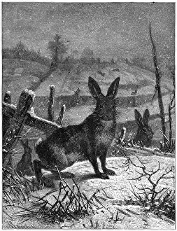 Hares: HARE