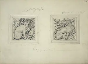 Lagomorpha: Lepus timideus, hare design