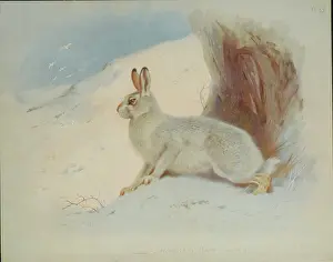 Tundra: Lepus timidus, Arctic hare
