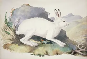 Tundra: Lepus timidus, Arctic hare