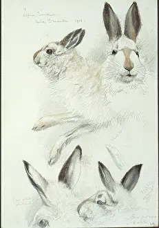 Tundra: Lepus timidus, Arctic hare