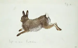 Tundra: Lepus timidus, Arctic hare