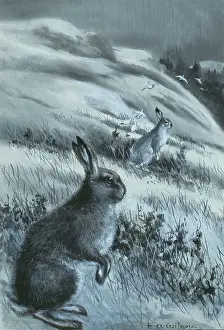 Tundra: Lepus timidus, Arctic hare