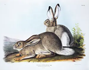 Townsend: Lepus townsendii, white-tailed jack rabbit