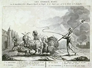Sans: Les Animaux Rares