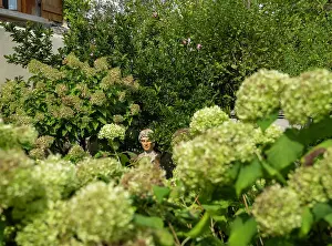 Hydrangea: Les Jardins de Soussilanges, Le Bourg, Ceron, Burgundy