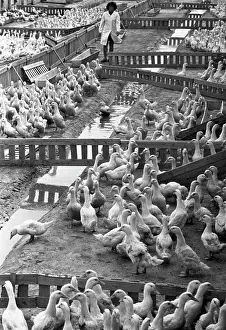 Intensive: Lesnaya Poultry Farm