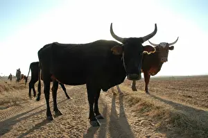 Lesotho: Lesotho, 2004, Rural, herdboy in background and his