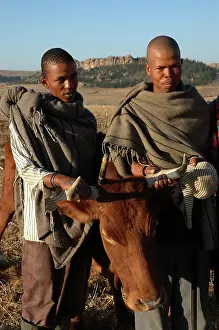 Lesotho: Lesotho, 2004, Rural, herdboys and their cows, cattle