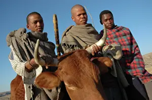 Lesotho: Lesotho, 2004, Rural, herdboys with their cows, cattle