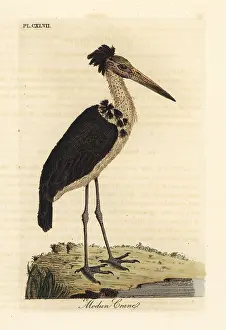 Javanicus: Lesser adjutant, Leptoptilos javanicus. Vulnerable