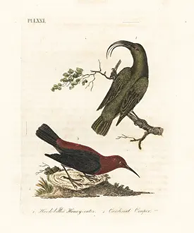 Vanuatu: Lesser akialoa (extinct) and cardinal