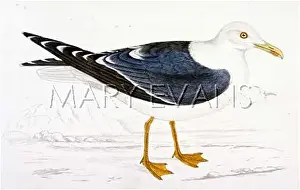 Fuscus: LESSER BLACK-BACKED GULL