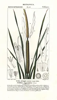 Bulrush: Lesser bulrush, Typha angustifolia