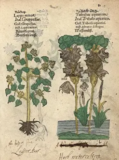 Minus: Lesser burdock, Arctium minus, and water chestnut