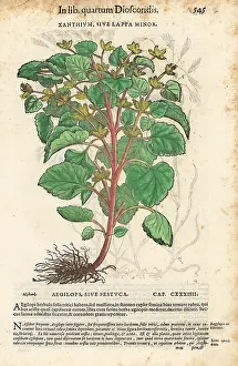 Minus: Lesser burdock or cocklebur, Arctium minus