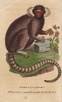 1798 1802: Lesser cagui monkey, sagui or marmoset, Callithrix jacchus