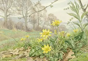 Ranunculus: Lesser Celandine and Dog's Mercury