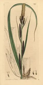 Carex: Lesser common carex, Carex acutiformis