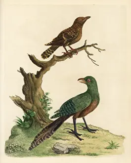 Maculatus: Lesser coucal and Asian emerald cuckoo