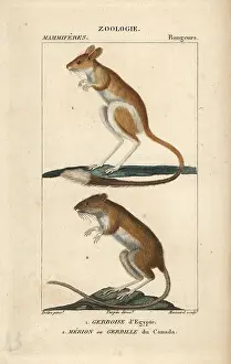 Jean Francois: Lesser Egyptian jerboa, Jaculus jaculus, and