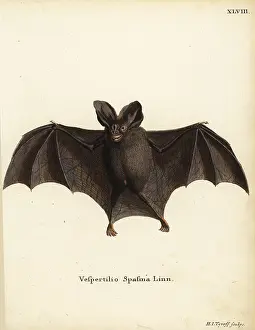 Megaderma: Lesser false vampire bat, Megaderma spasma