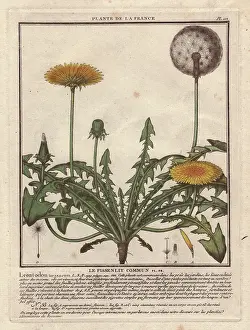 Bulliard: Lesser hawkbit, Leontodon taraxacoides