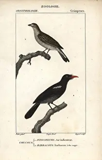 Pretre: Lesser honeyguide, Indicator minor, and black-fronted