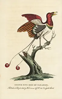 Regius: Lesser king bird of paradise, Cicinnurus regius