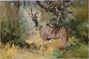 Kudo: Lesser Kudo Phantom of the Bush