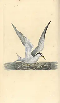 Albifrons: Lesser or little tern, Sternula albifrons