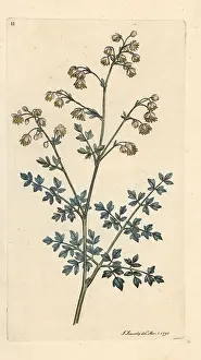 Minus: Lesser meadow rue, Thalictrum minus
