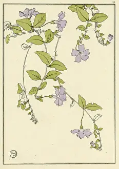 Periwinkle: Lesser Periwinkle