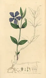 Periwinkle: Lesser periwinkle, Vinca minor