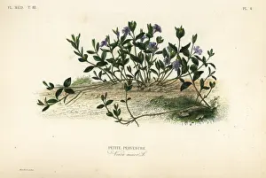 Maubert: Lesser periwinkle, Vinca minor