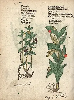 Alexandrina: Lesser periwinkle, Vinca minor, and Alexander's