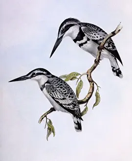Cuckoo: Lesser Pied Kingfishers, Ceryle rudis