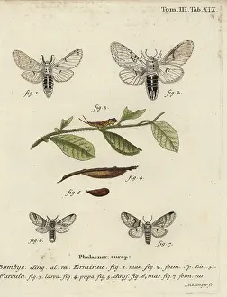 Chrysalis: Lesser puss moth, Cerura erminea