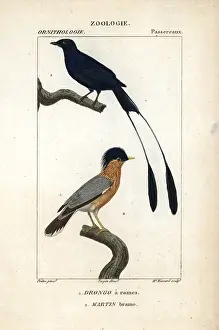 Myna: Lesser racket-tailed drongo, Dicrurus remifer