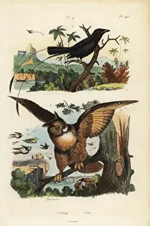 Drongo: Lesser racket-tailed drongo, Dicrurus remifer