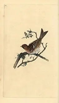 Carduelis: Lesser redpoll, Carduelis cabaret