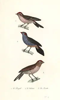 Steel Engraving: Lesser redpoll, red-cheeked cordonbleu and common linnet