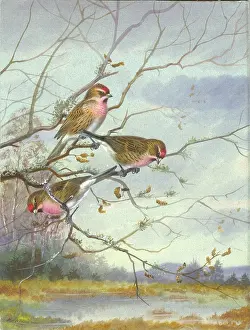 Rickman: Three Lesser Redpolls on branches