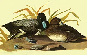 Aythya: Lesser Scaup, Aythya affinis