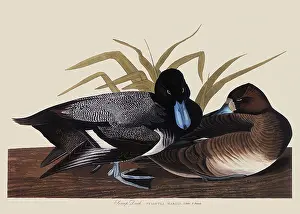 Bills: Lesser Scaup Ducks