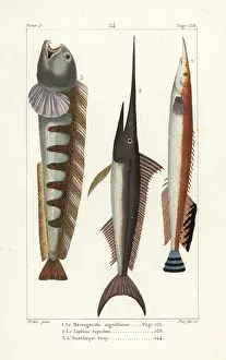 Pretre: Lesser spiny eel, swordfish and wolf-fish
