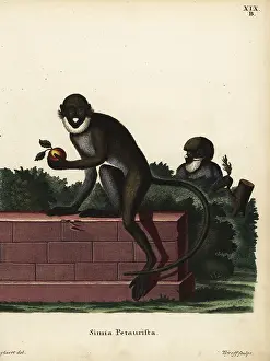 Jacobus: Lesser spot-nosed guenon, Cercopithecus petaurista