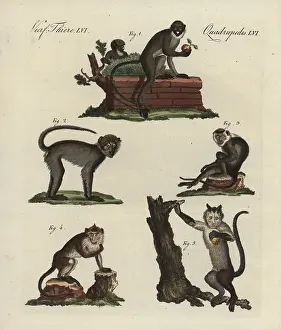 Kinder: Lesser spot-nosed monkey, grivet, Javan surili